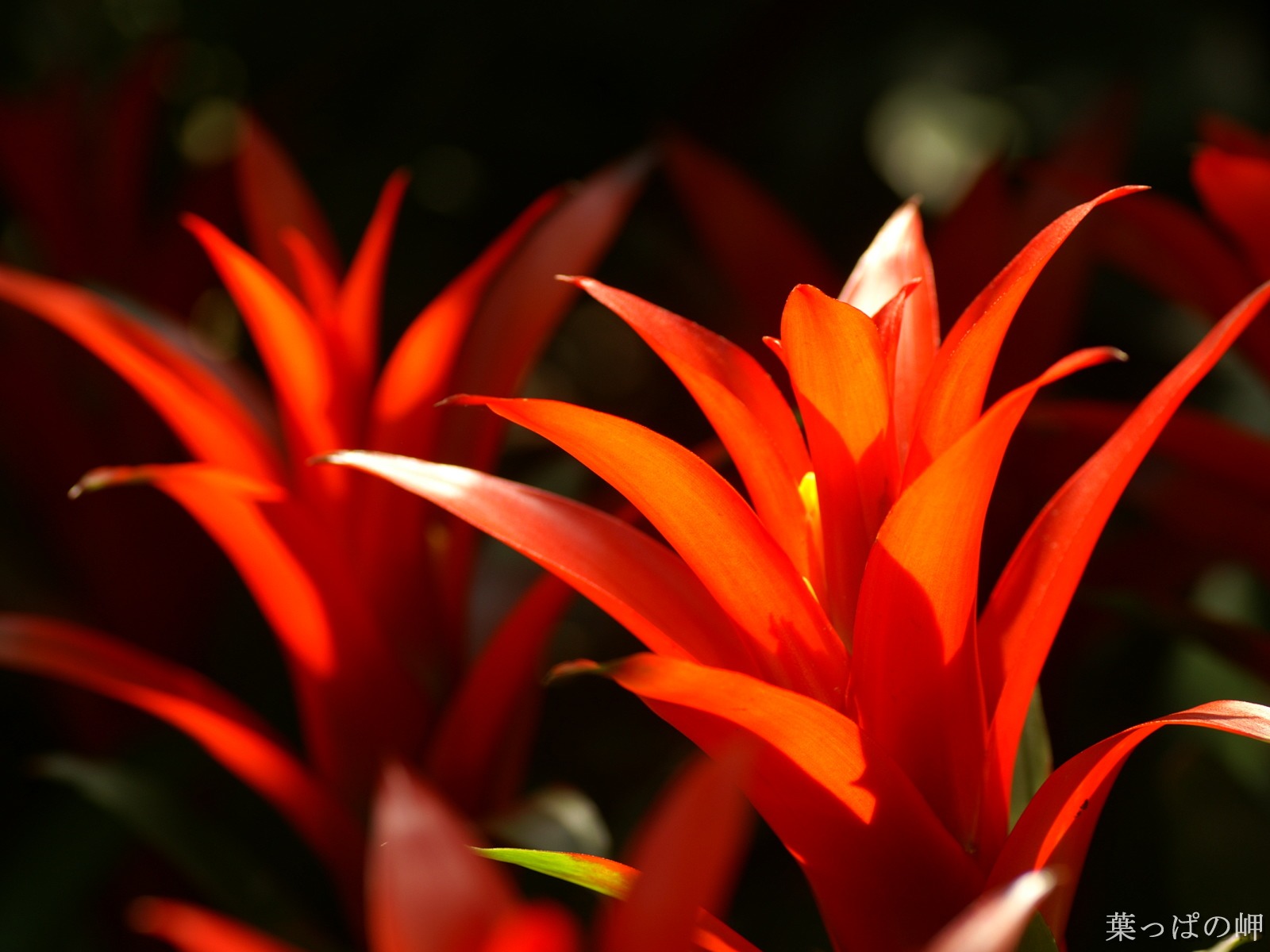 Fleurs exquises d'écran #43 - 1600x1200