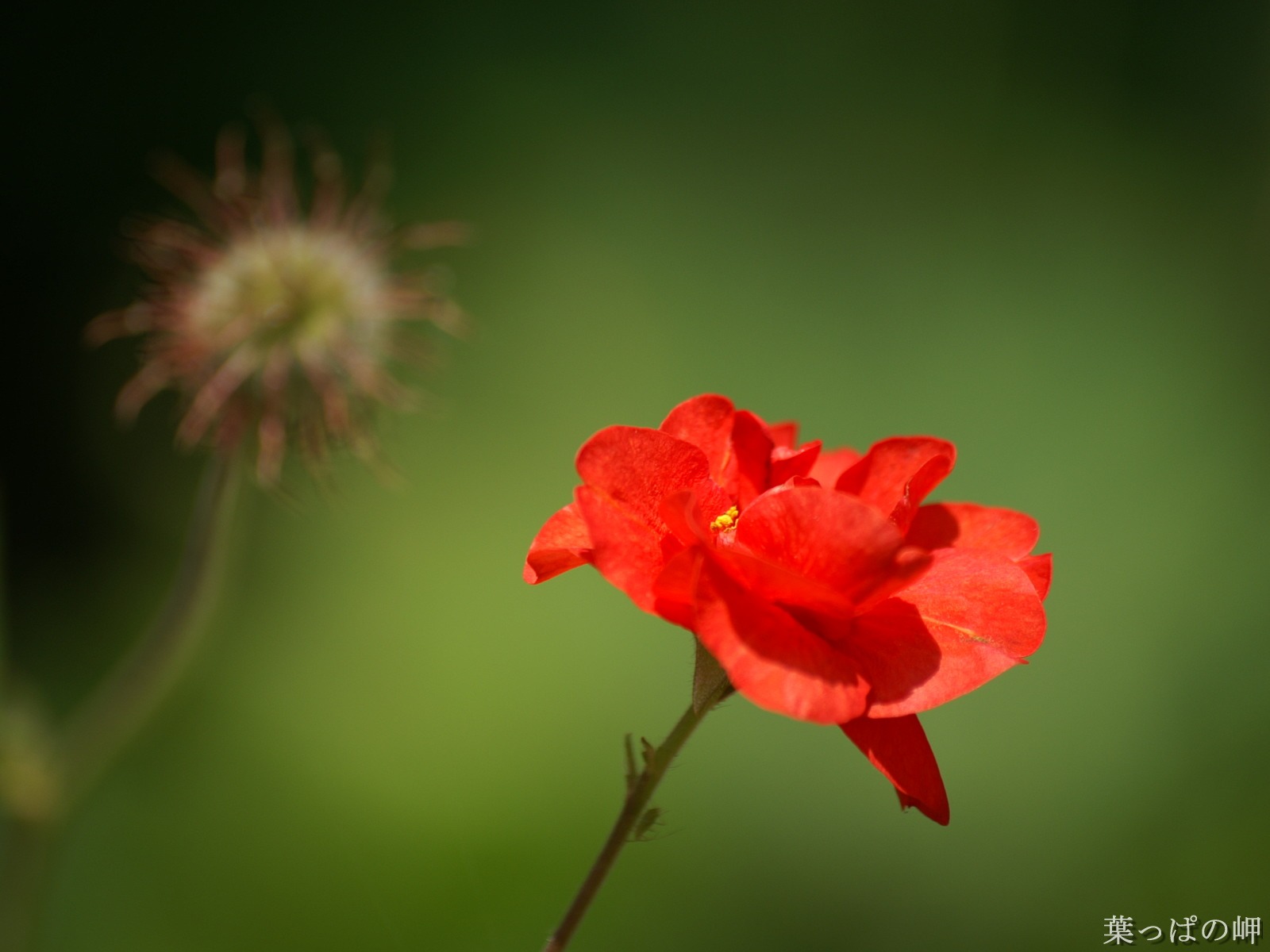 절묘한 꽃 배경 화면 #45 - 1600x1200