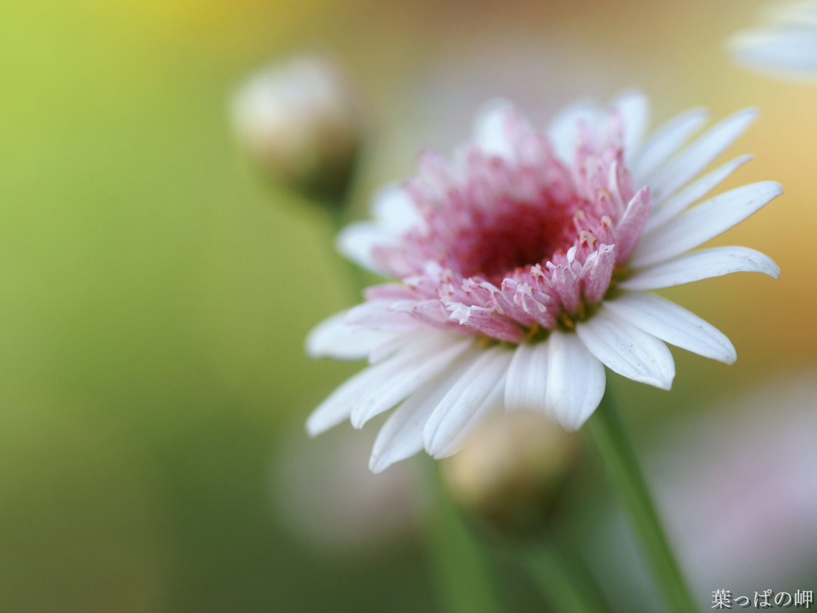 花卉攝影精美壁紙 #46 - 1600x1200