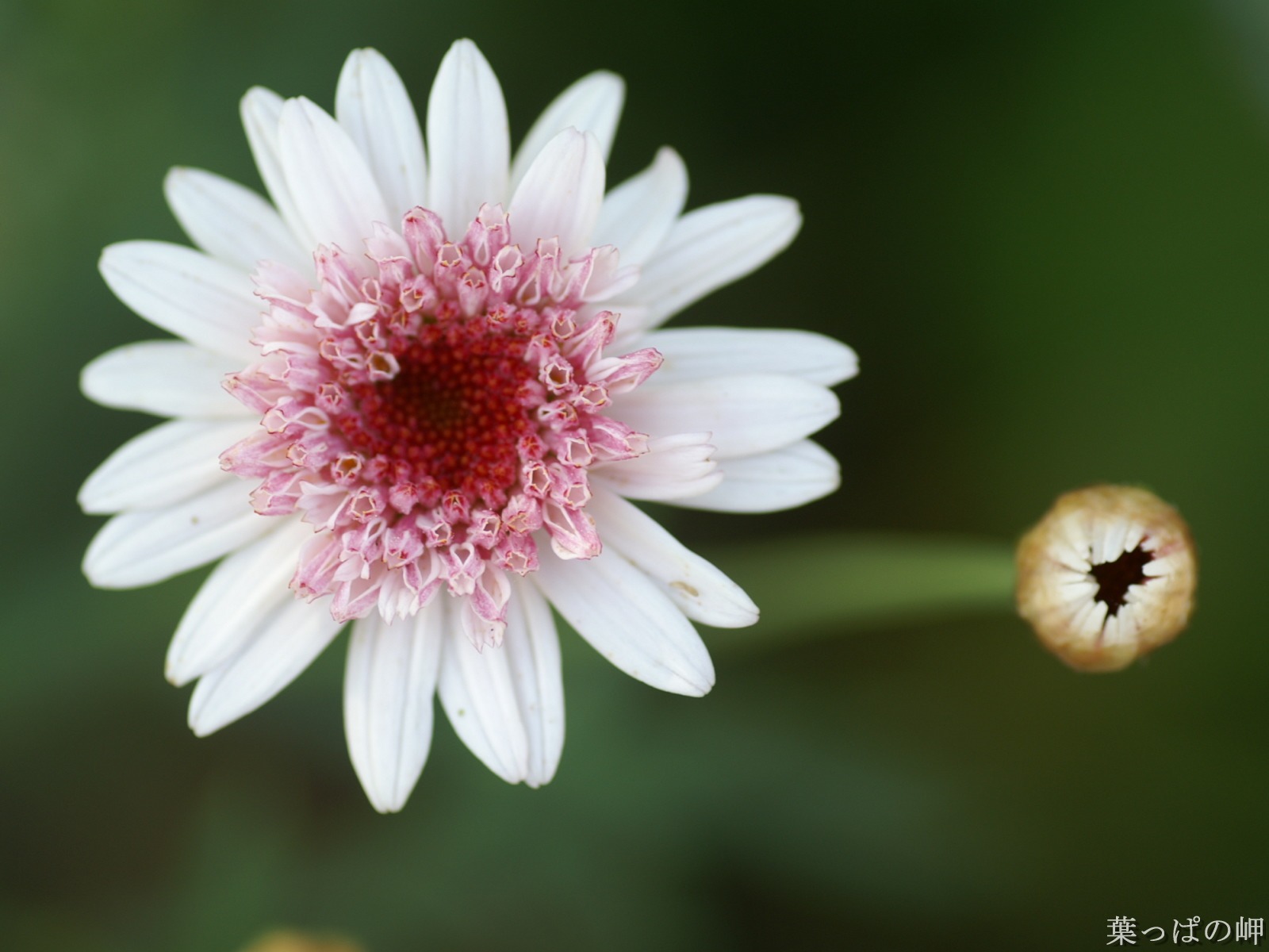 절묘한 꽃 배경 화면 #47 - 1600x1200