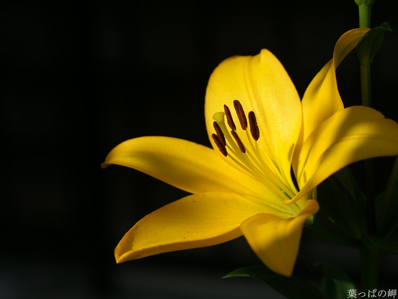 花卉攝影精美壁紙 #48 - 1600x1200