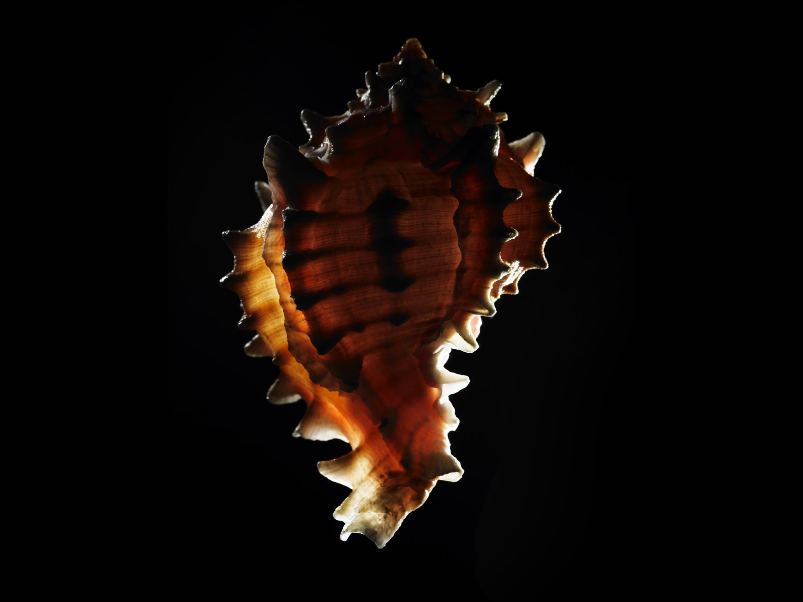 千年生物壁紙專輯(五) #6 - 1600x1200