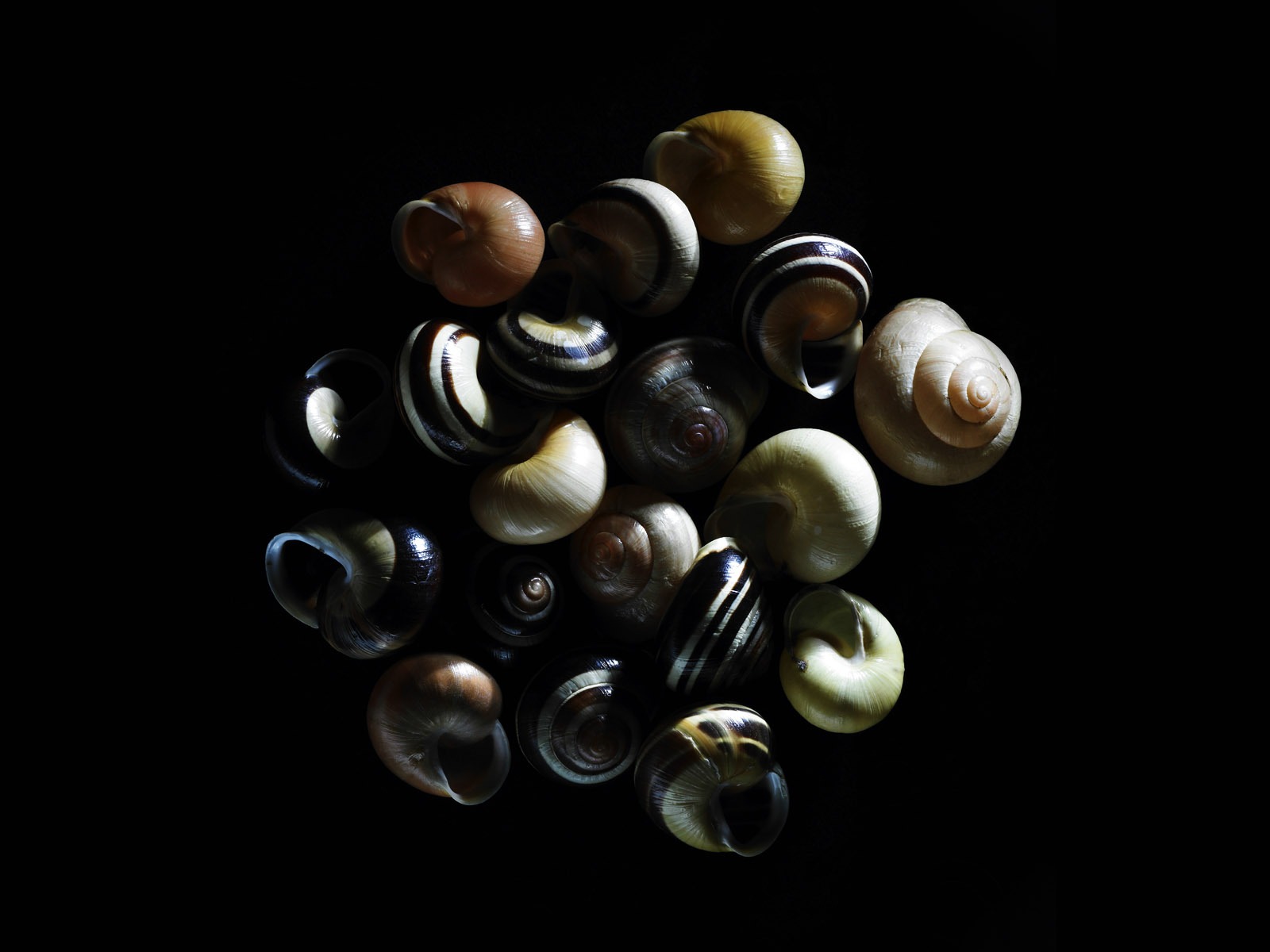 千年生物壁紙專輯(五) #7 - 1600x1200