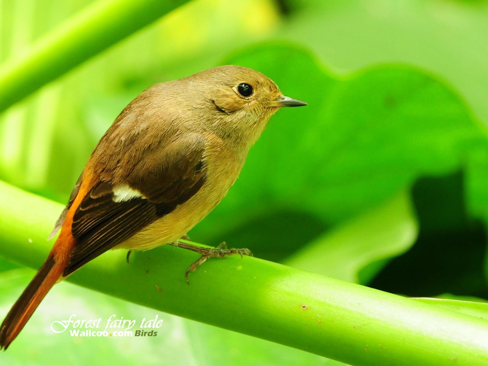 春天裡可愛的小鳥壁紙 #4 - 1600x1200