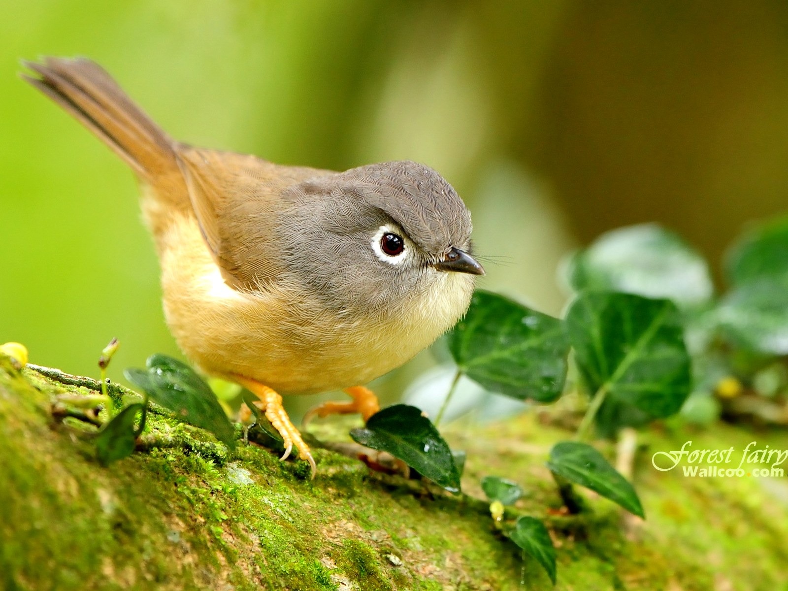 春天裡可愛的小鳥壁紙 #5 - 1600x1200