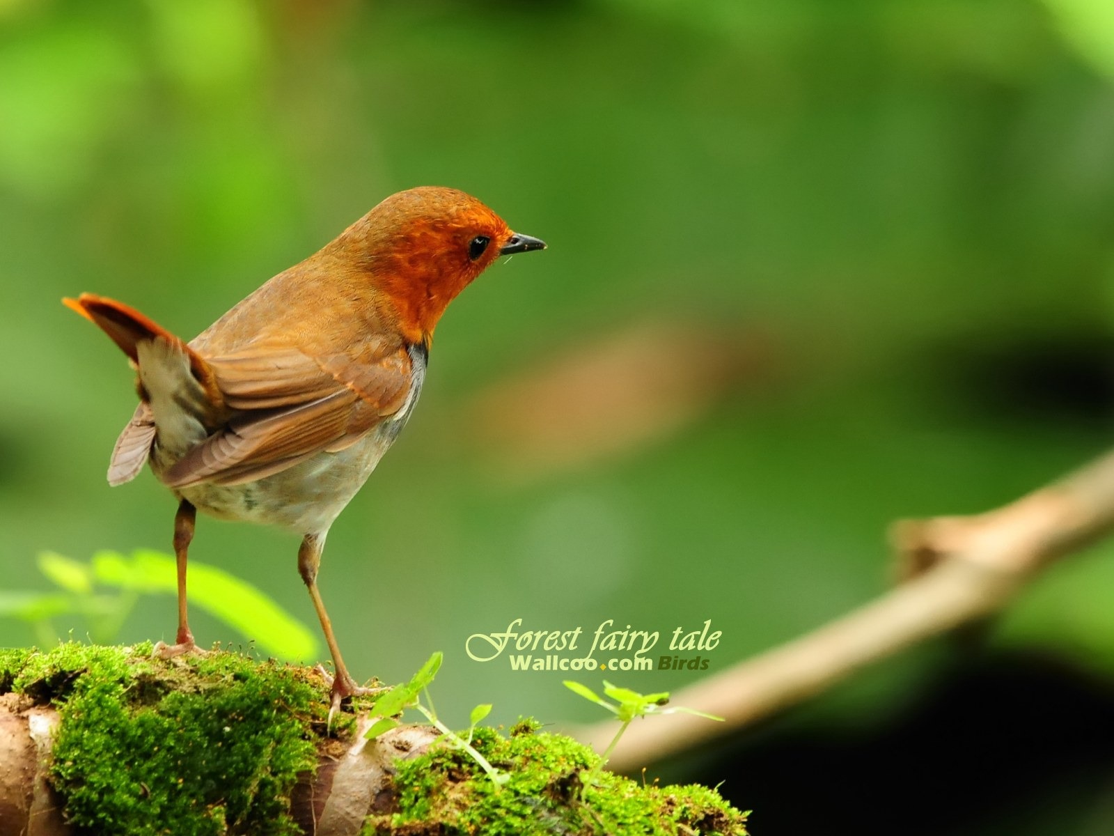春天裡可愛的小鳥壁紙 #6 - 1600x1200