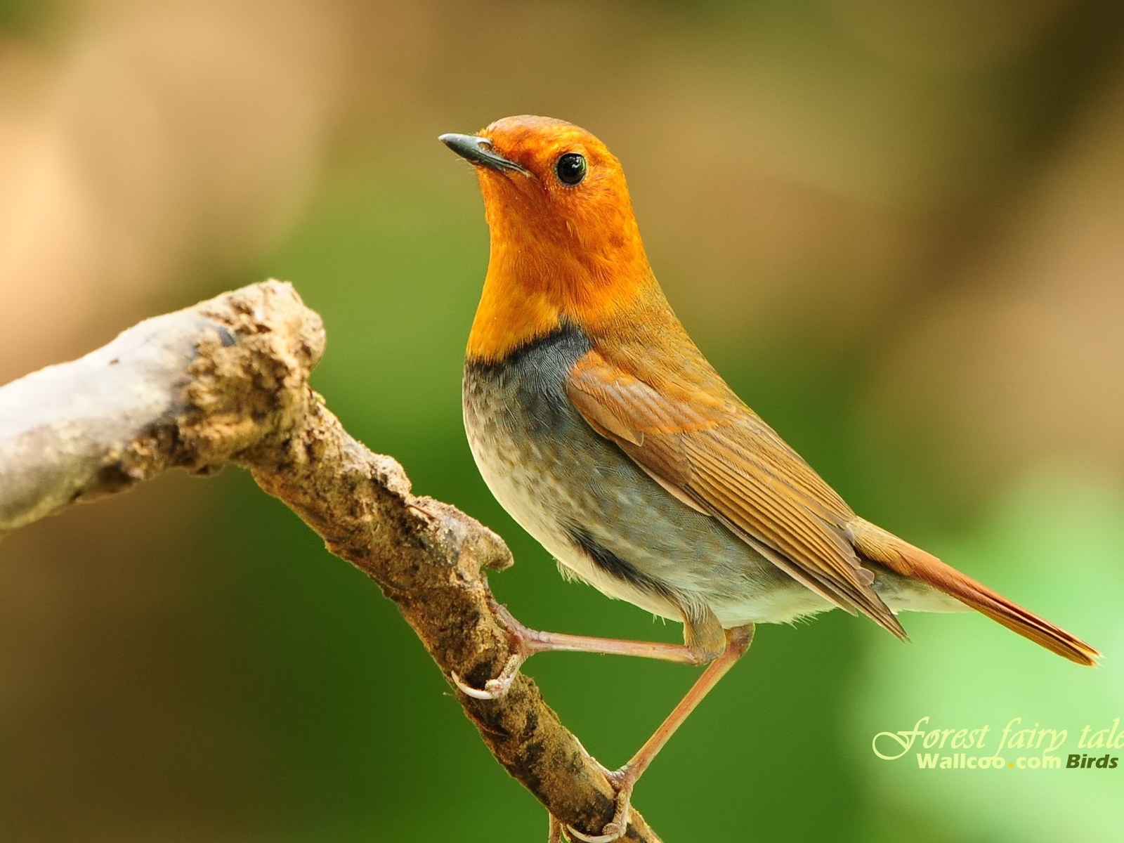 Lovely spring bird wallpaper #20 - 1600x1200