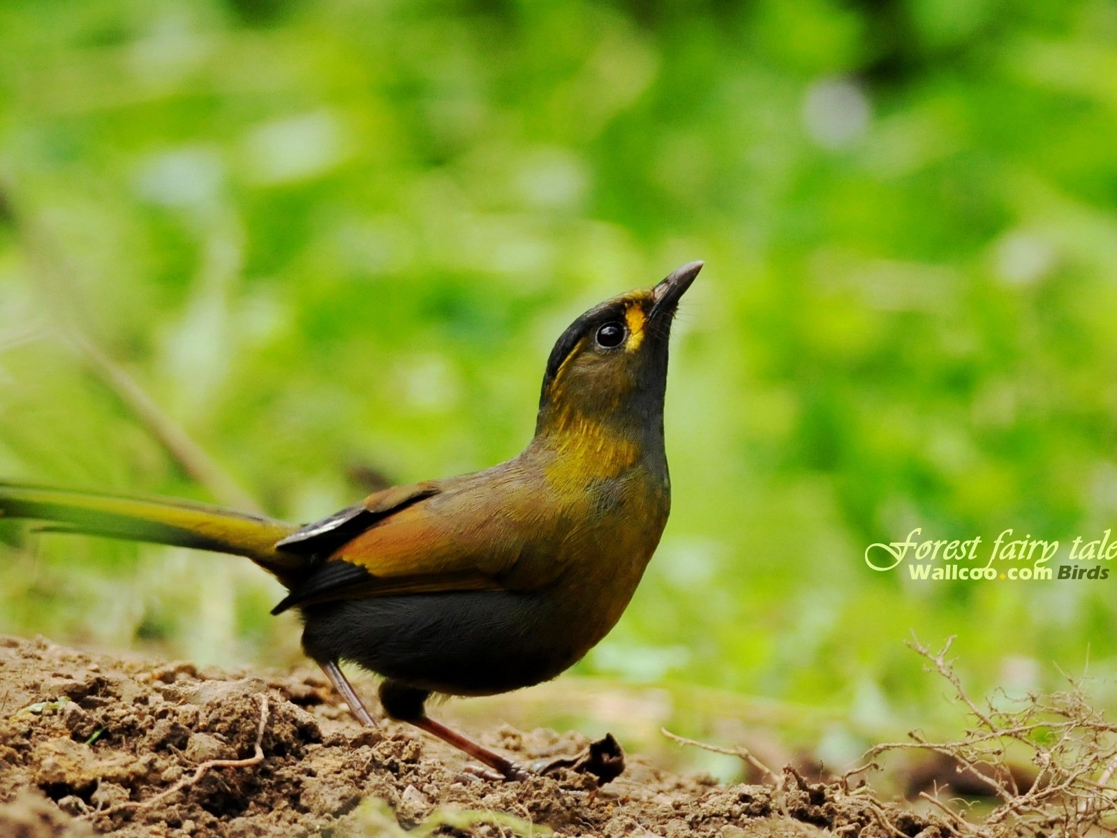 Lovely spring bird wallpaper #21 - 1600x1200