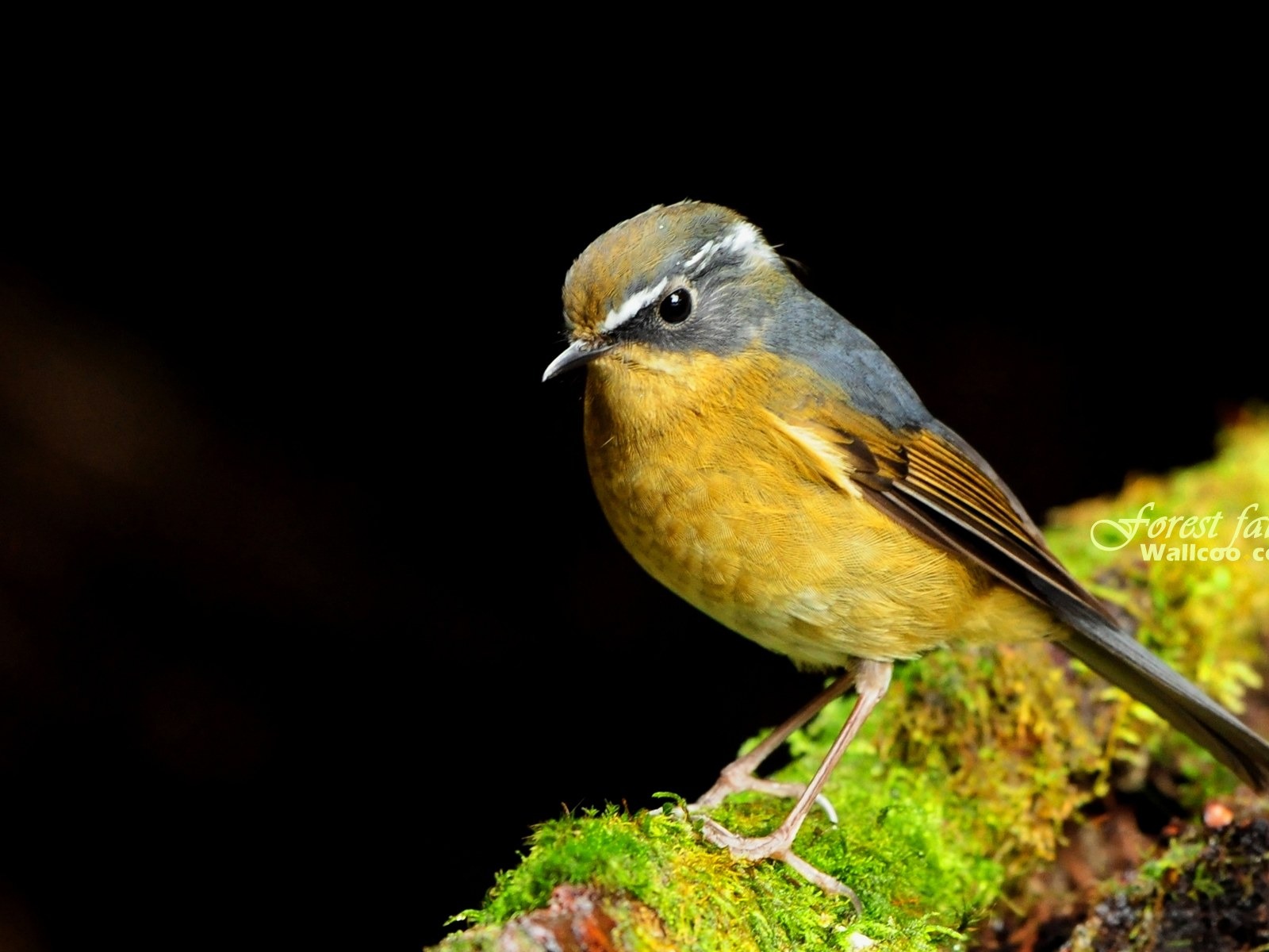 素敵な春の鳥の壁紙 #23 - 1600x1200