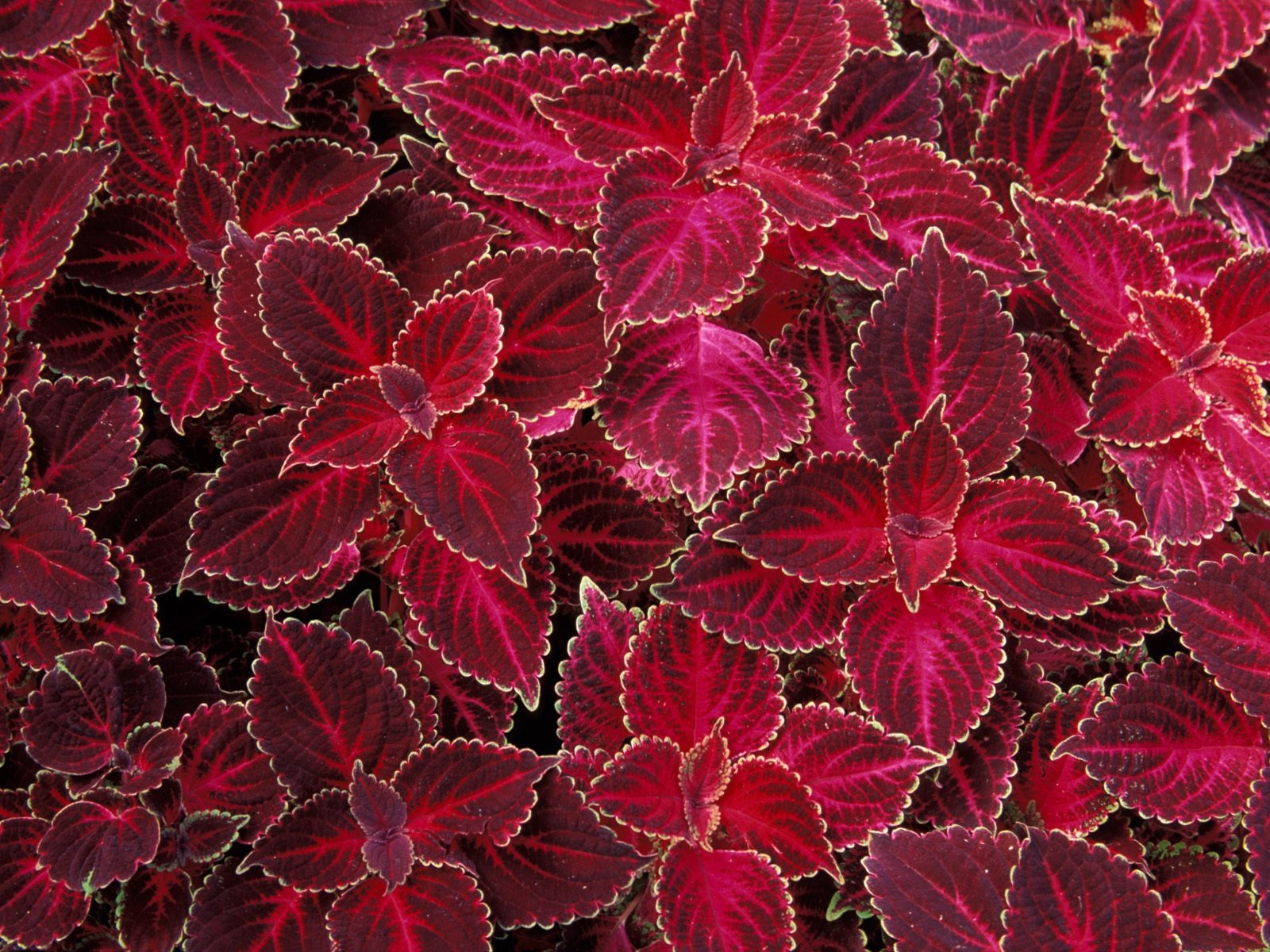 鮮花特寫(七) #2 - 1600x1200