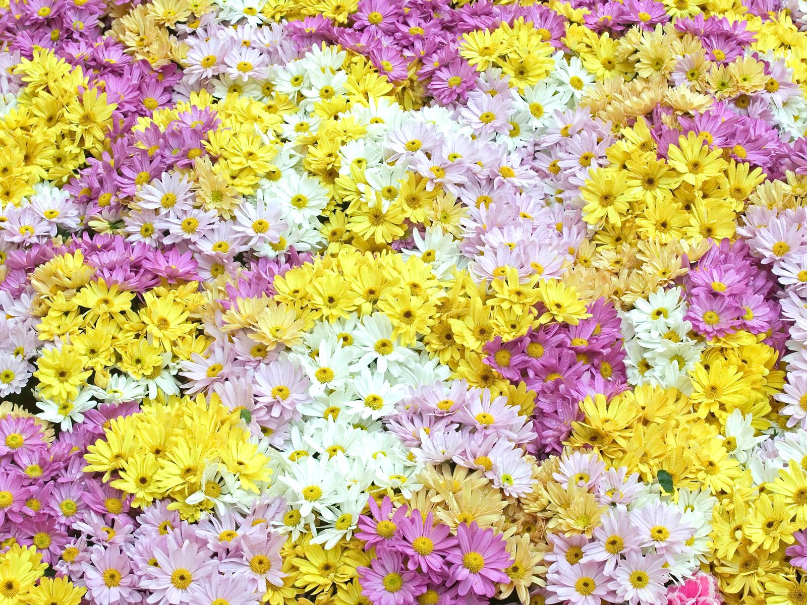 꽃 클로즈업 (7) #3 - 1600x1200