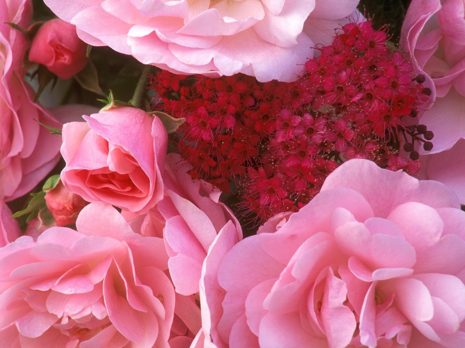 鮮花特寫(七) #6 - 1600x1200