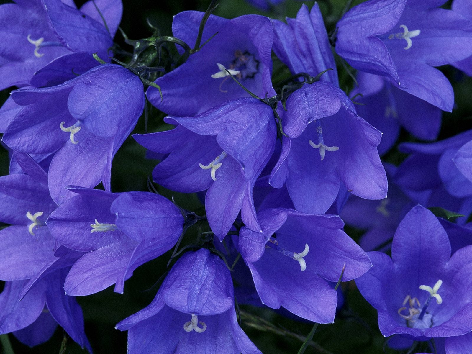 鮮花特寫(七) #7 - 1600x1200