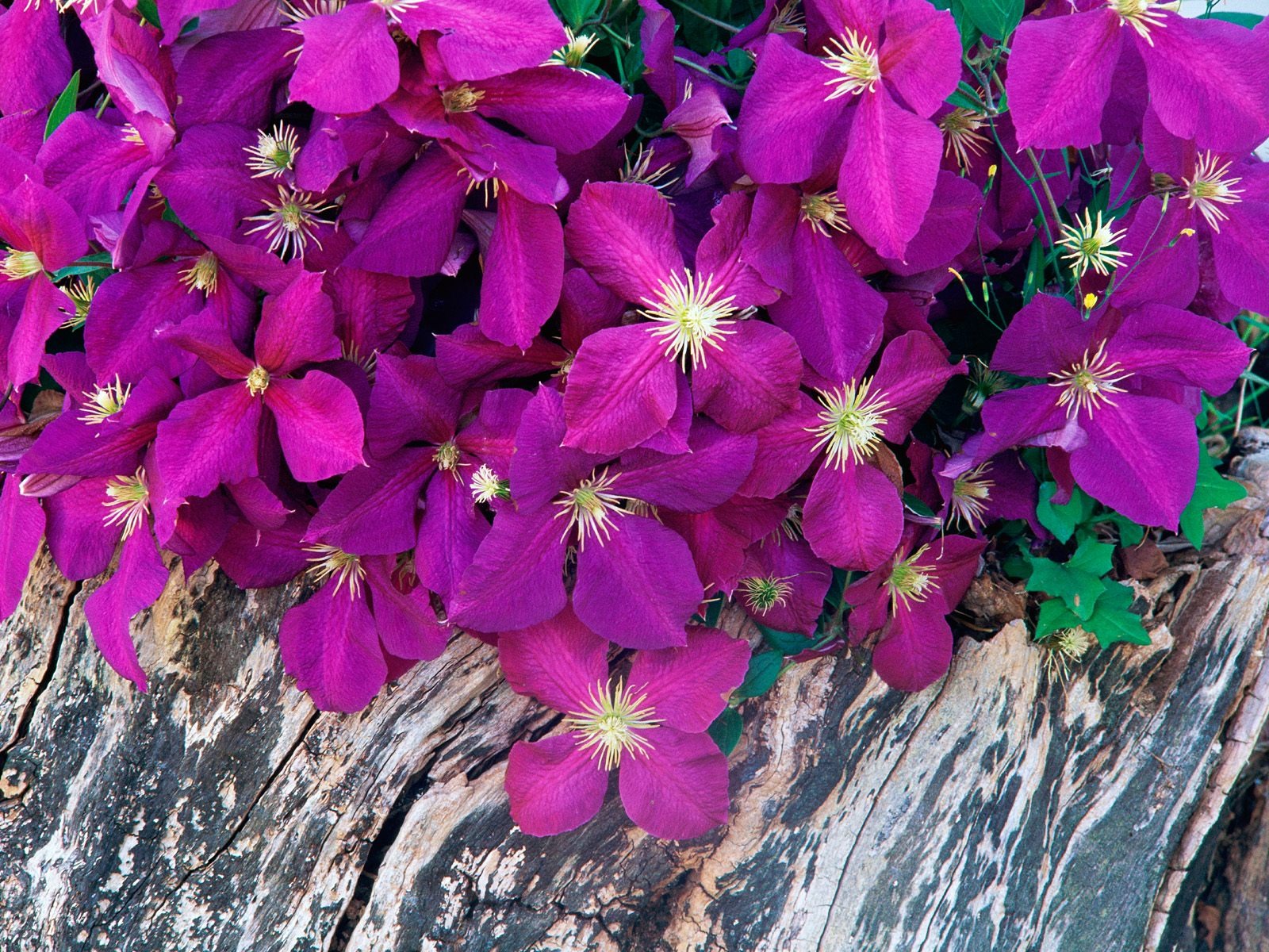 鮮花特寫(七) #17 - 1600x1200
