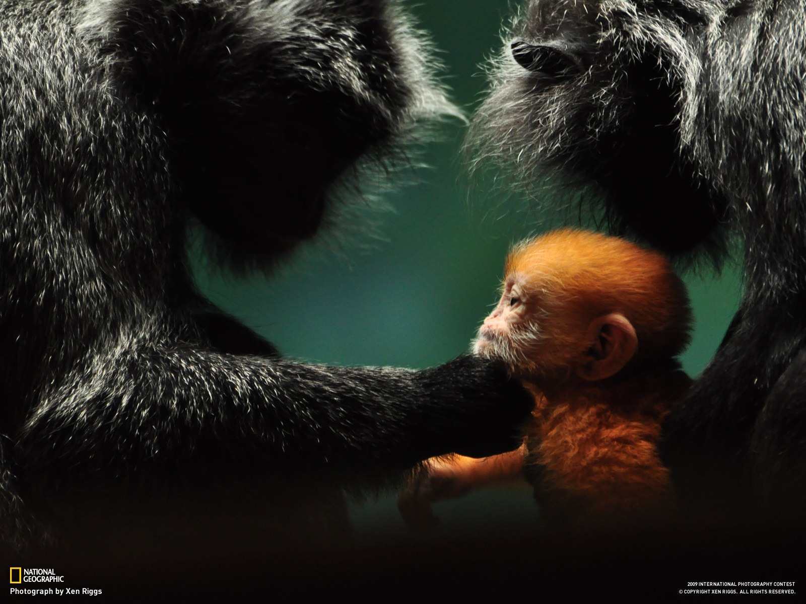 National Geographic Tapety zvířat články (3) #12 - 1600x1200