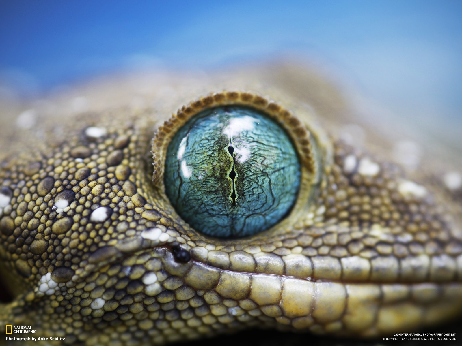 世界地理動物篇壁紙(三) #19 - 1600x1200