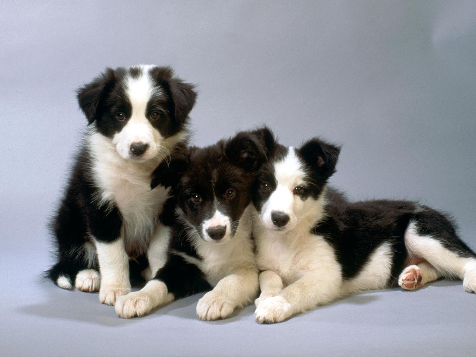 Puppy Photo HD wallpapers (1) #7 - 1600x1200