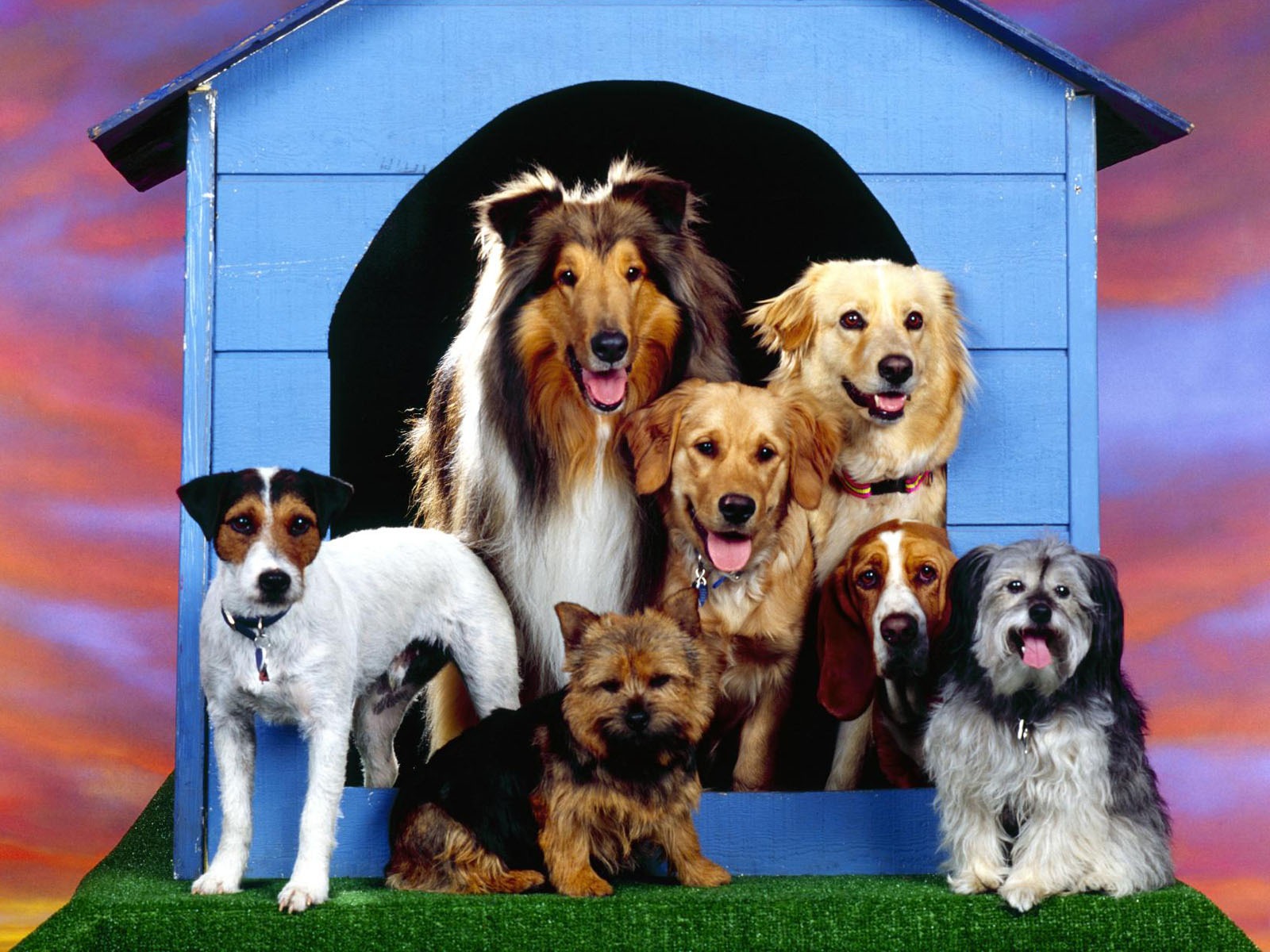 Puppy Foto HD Tapety na plochu (1) #8 - 1600x1200