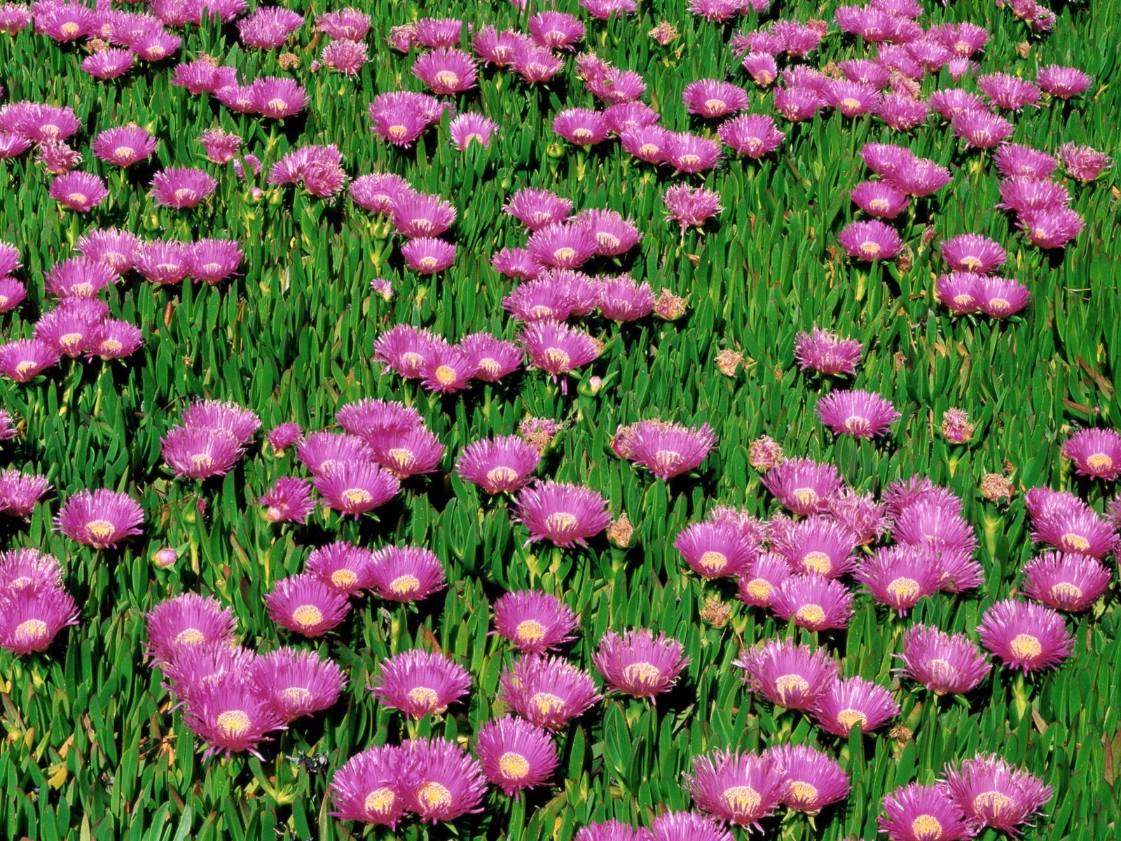 鮮花特寫(九) #6 - 1600x1200