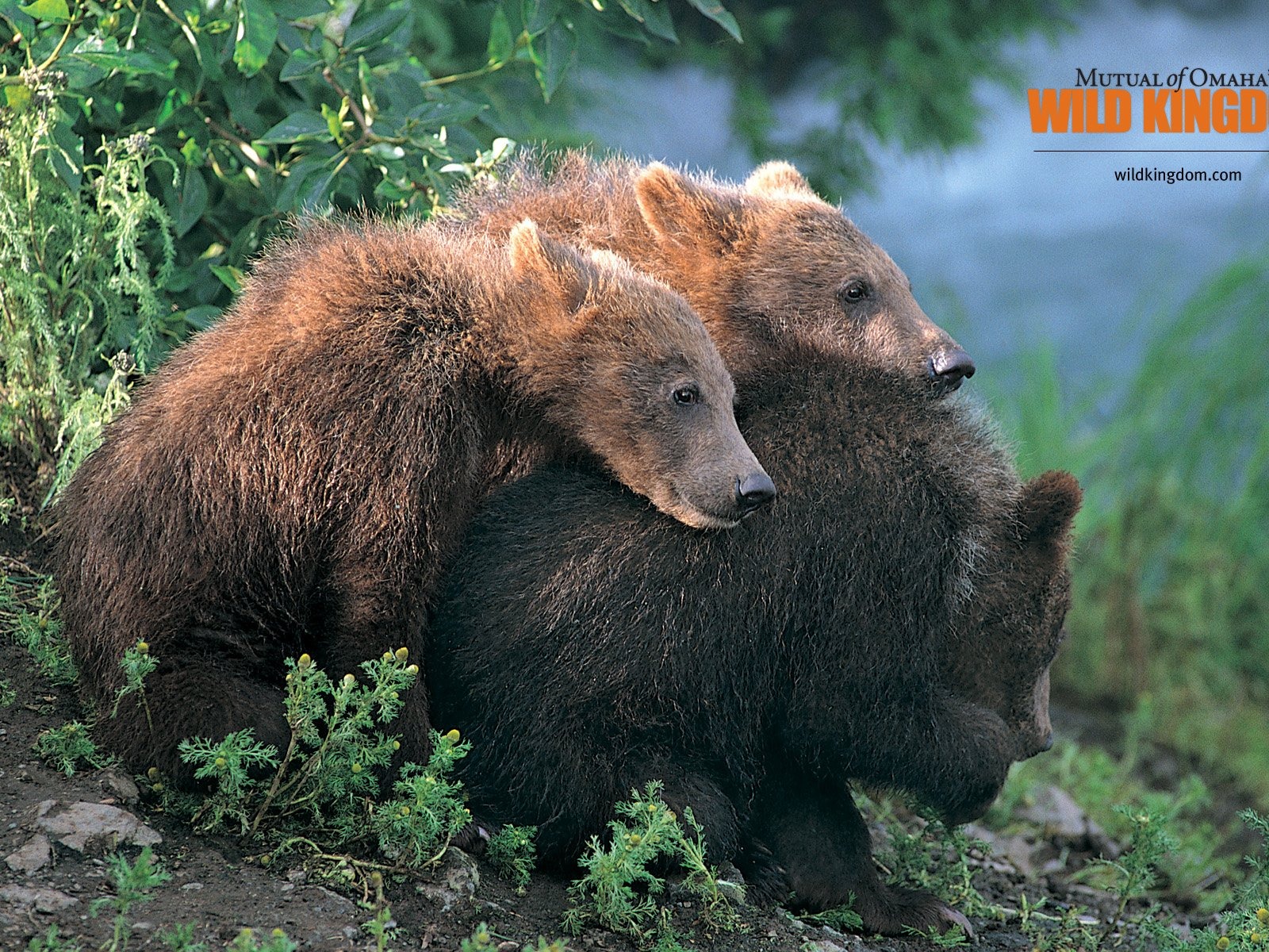 Wild Kingdom 動物壁紙 #3 - 1600x1200