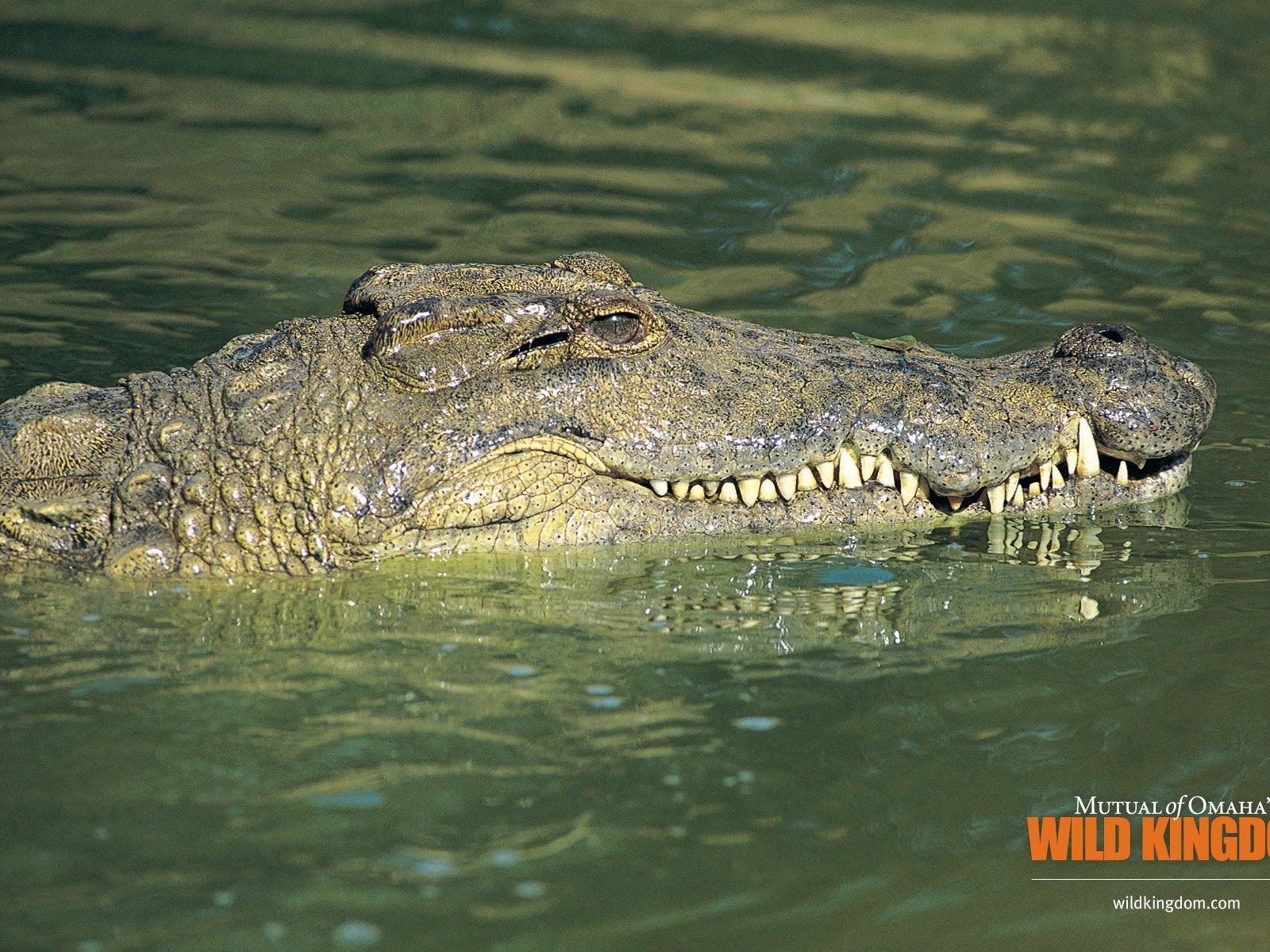 Wild Kingdom 動物壁紙 #5 - 1600x1200