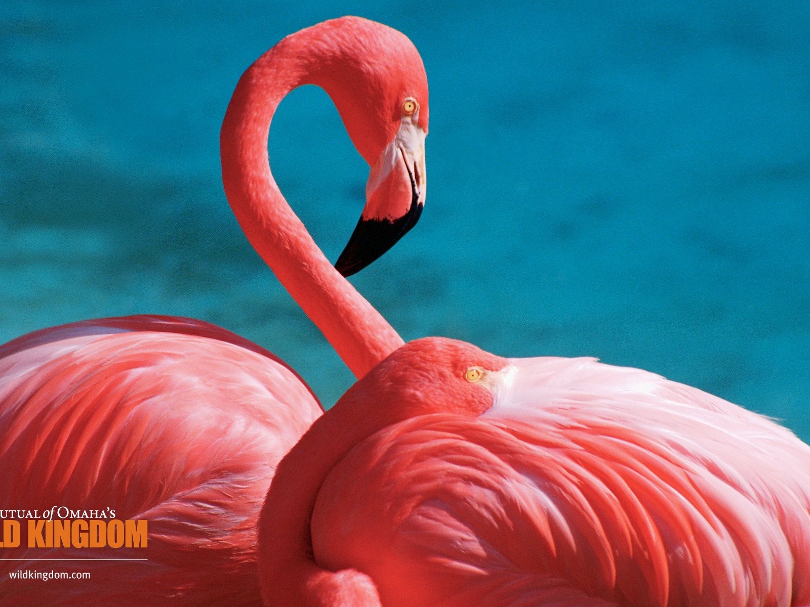 Wild Kingdom 動物壁紙 #6 - 1600x1200