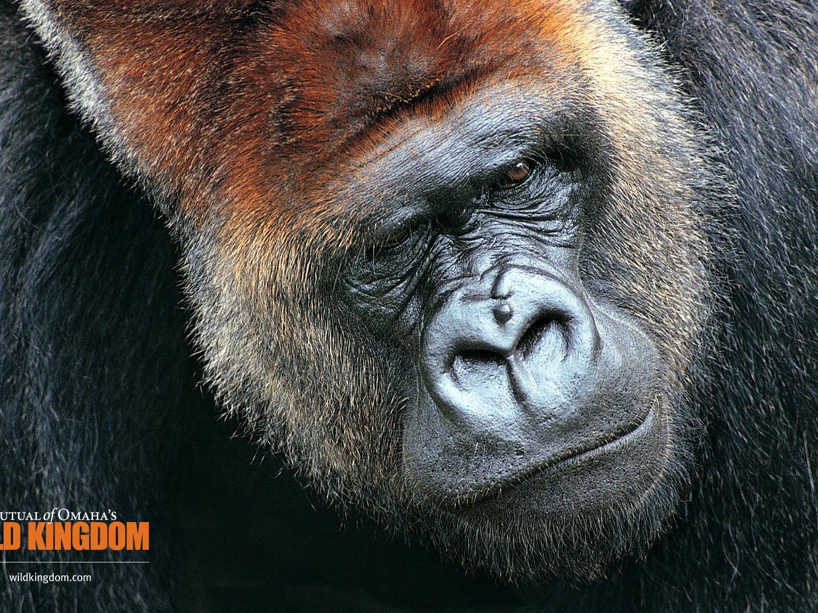 Wild Kingdom 動物壁紙 #7 - 1600x1200