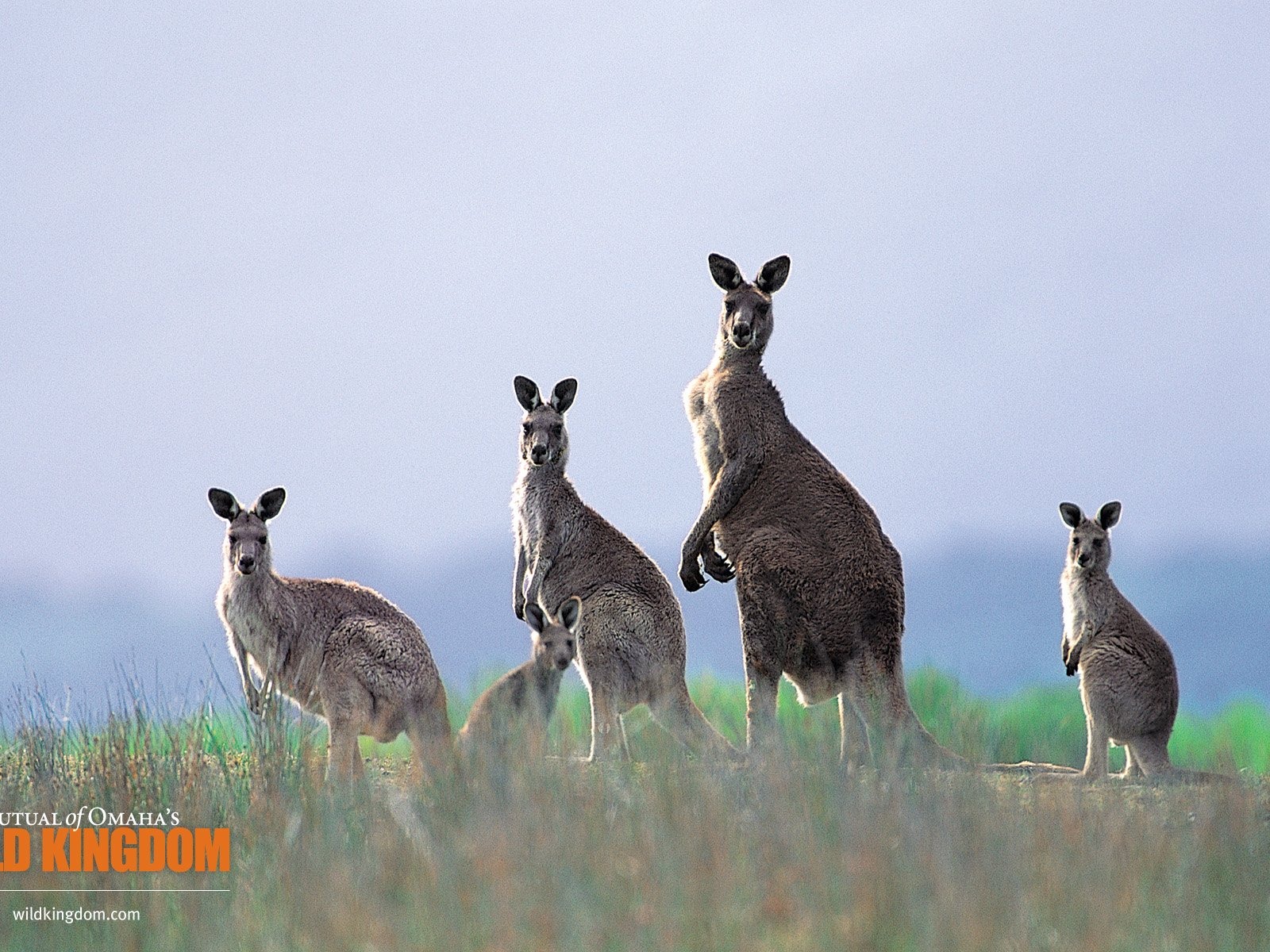 Wild Kingdom 動物壁紙 #9 - 1600x1200