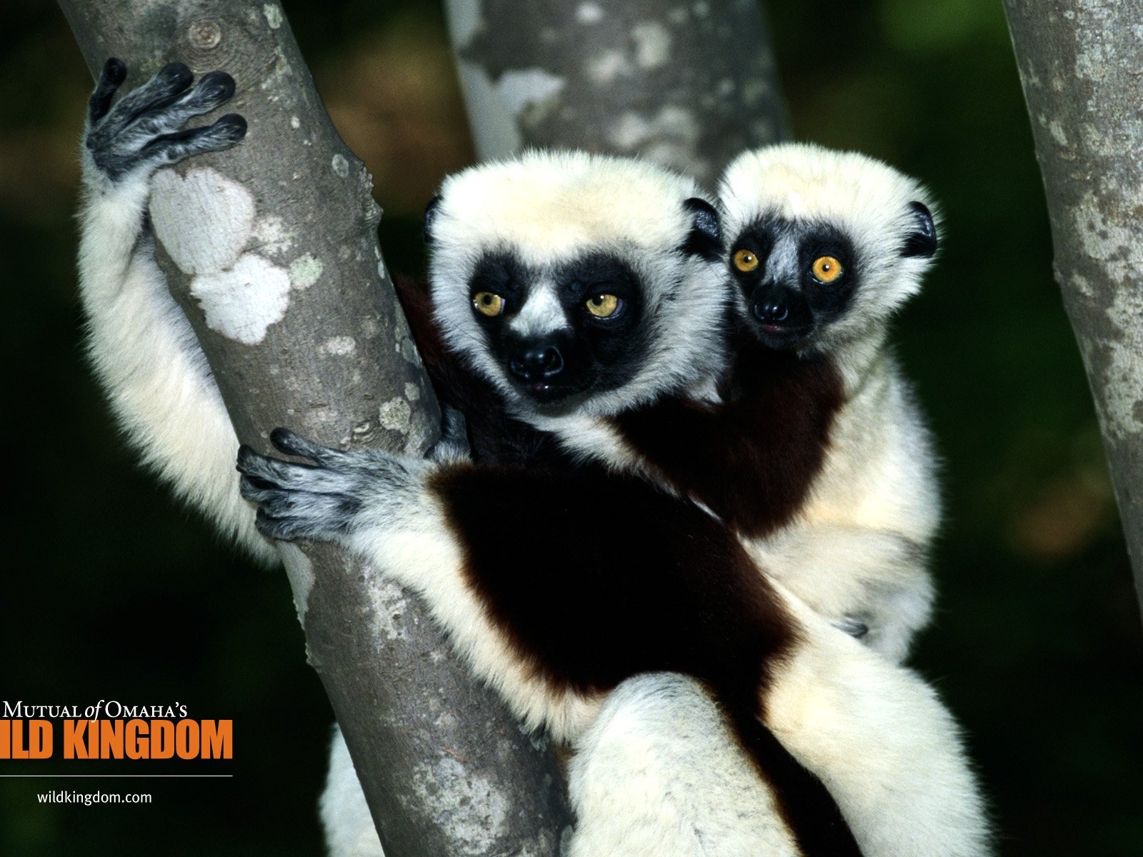 Wild Kingdom Animal Wallpapers #10 - 1600x1200