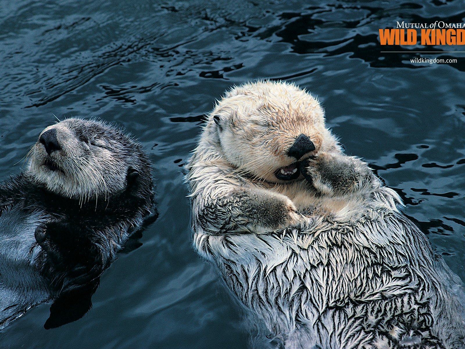 Wild Kingdom Animal Wallpapers #12 - 1600x1200