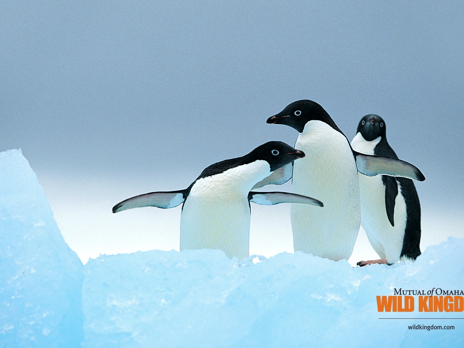 Wild Kingdom 動物壁紙 #13 - 1600x1200