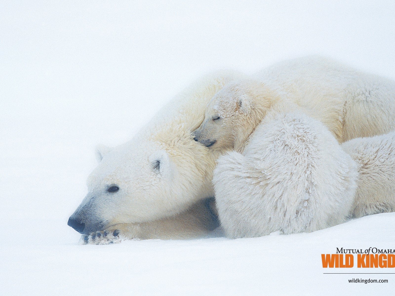 Wild Kingdom 動物壁紙 #14 - 1600x1200