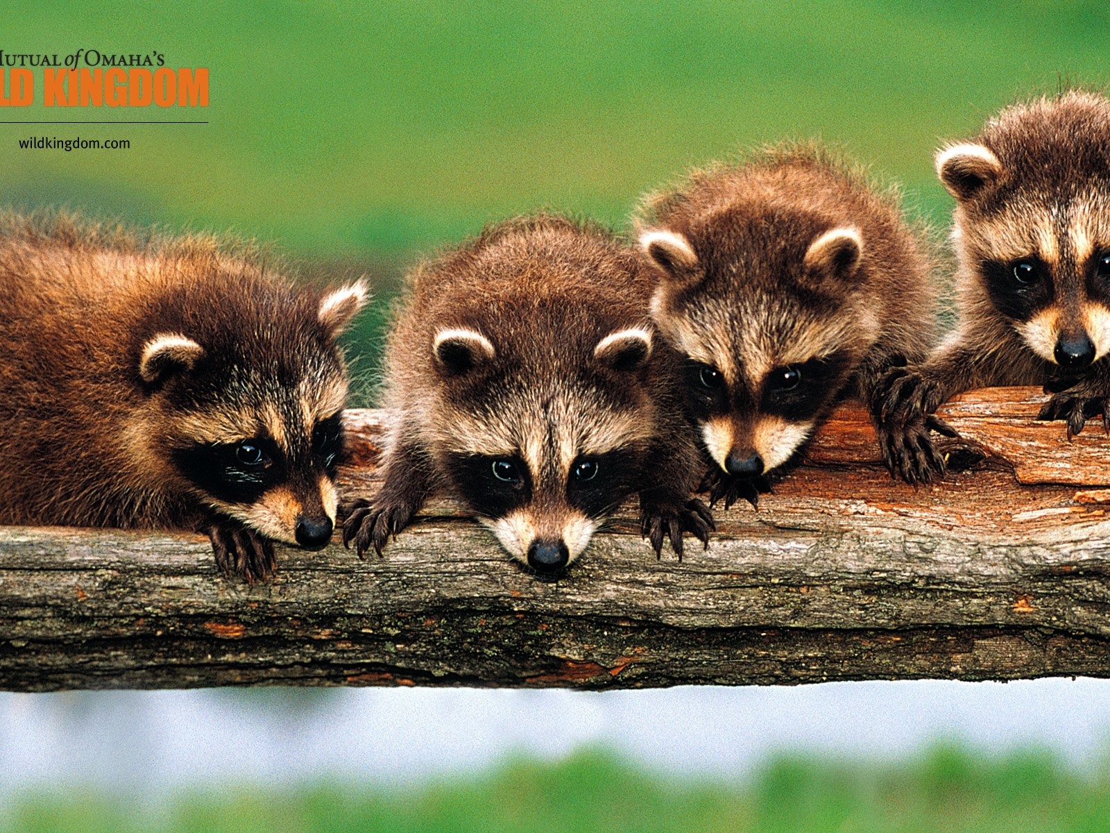 Wild Kingdom Animal Wallpapers #16 - 1600x1200
