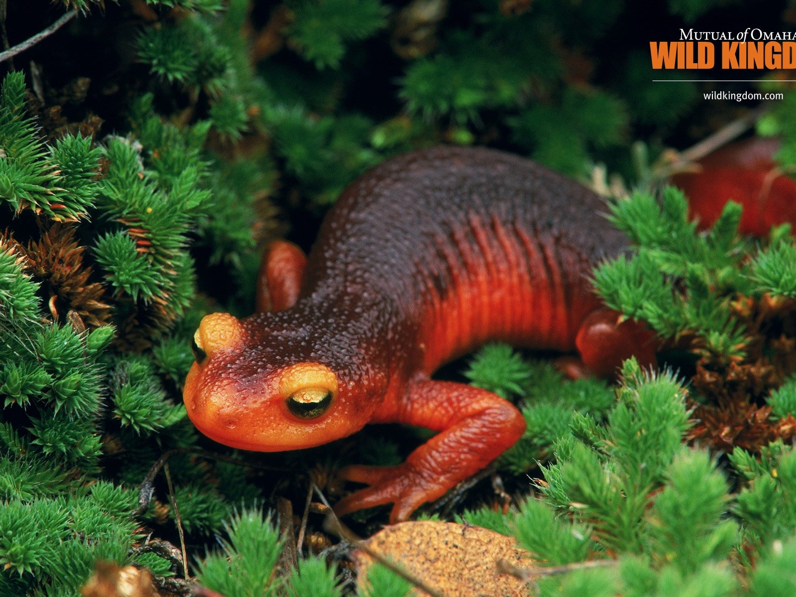Wild Kingdom 動物壁紙 #17 - 1600x1200