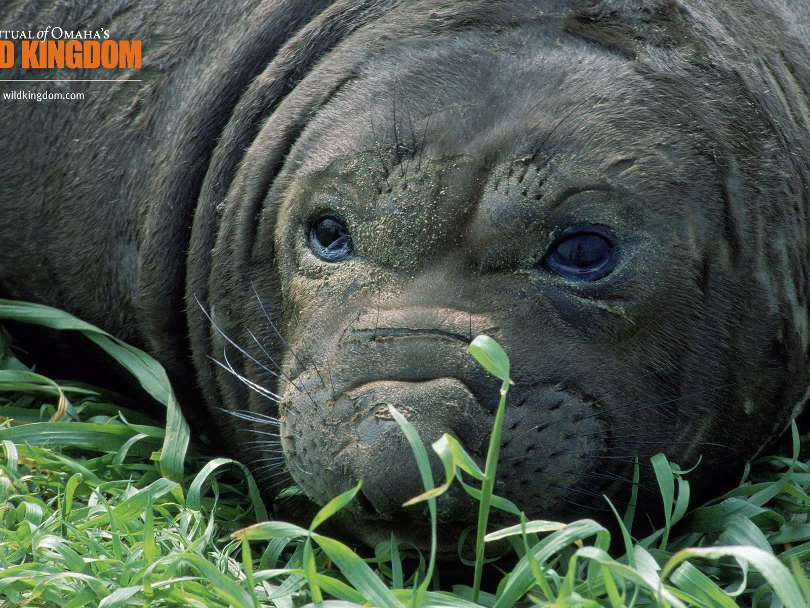 Wild Kingdom 動物壁紙 #18 - 1600x1200