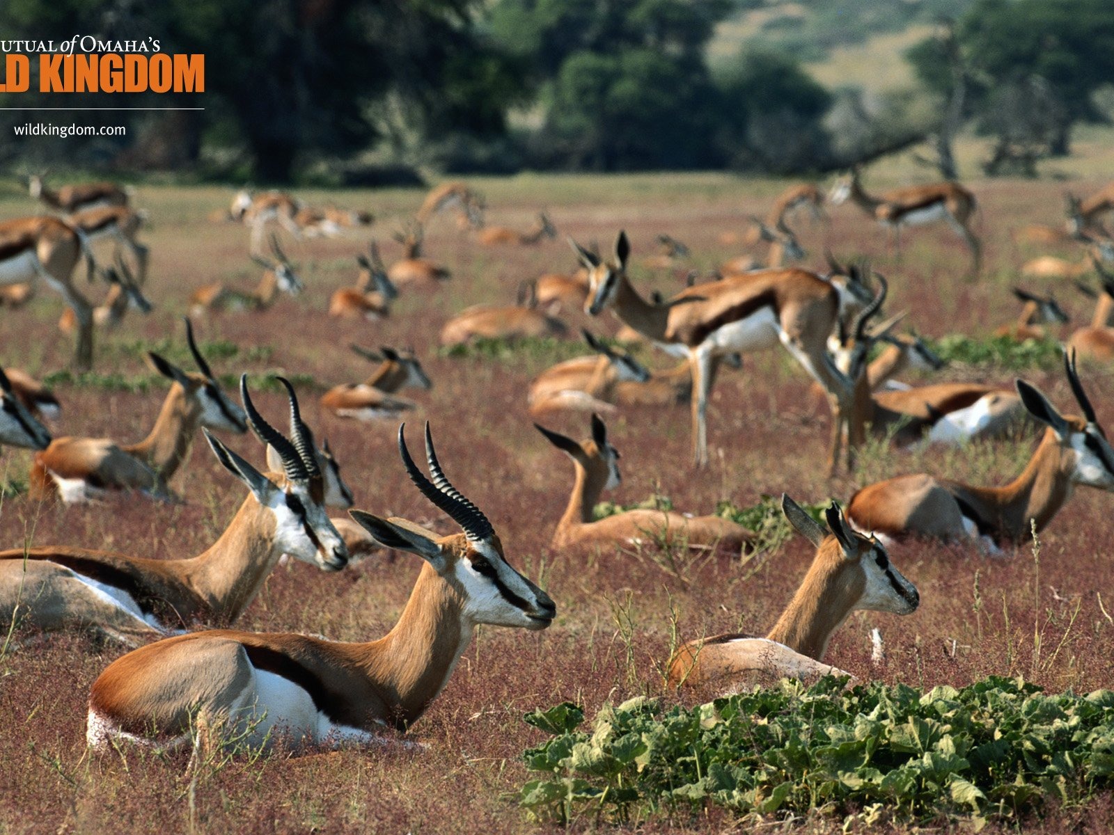 Wild Kingdom 動物壁紙 #21 - 1600x1200