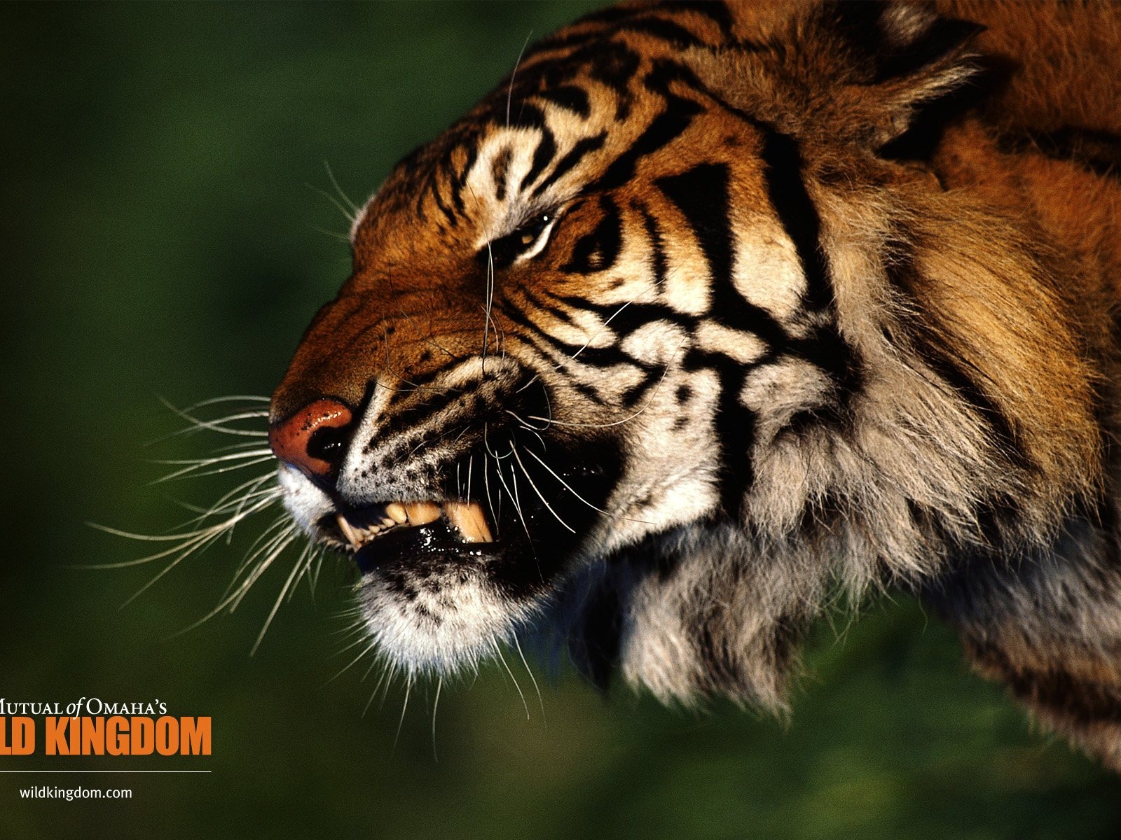 Wild Kingdom 動物壁紙 #22 - 1600x1200
