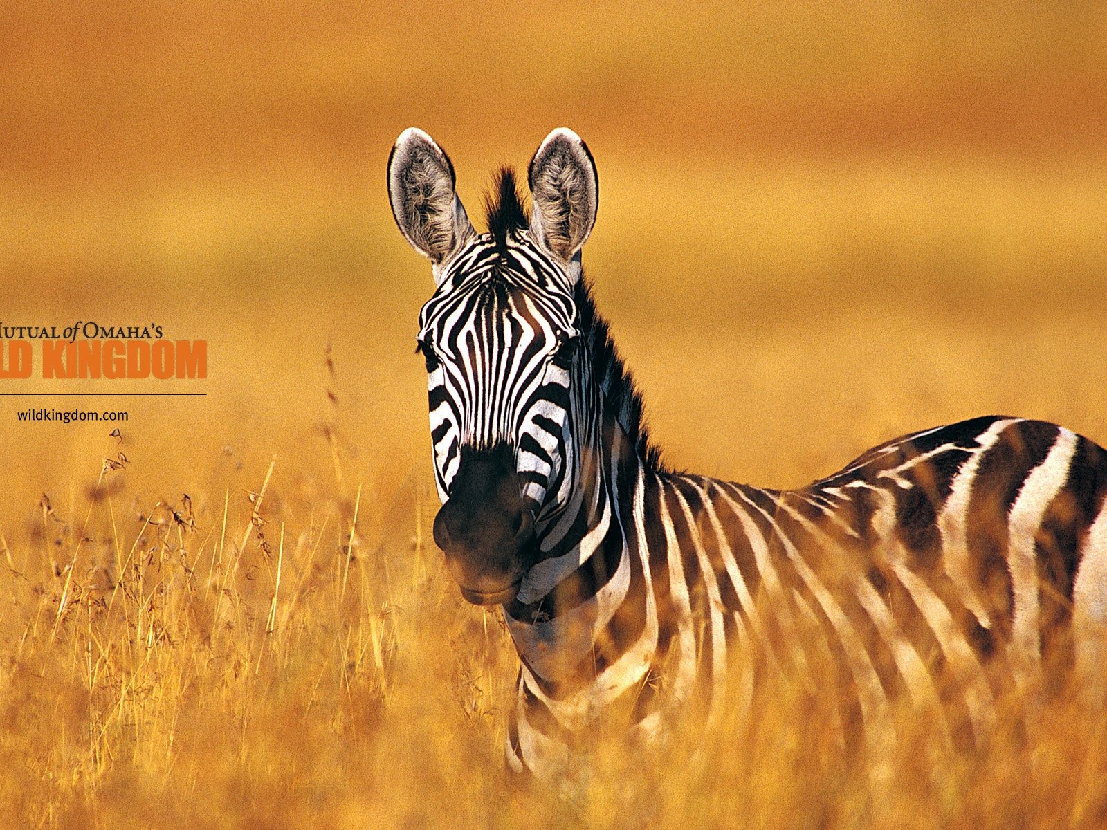 Wild Kingdom Animal Wallpapers #24 - 1600x1200