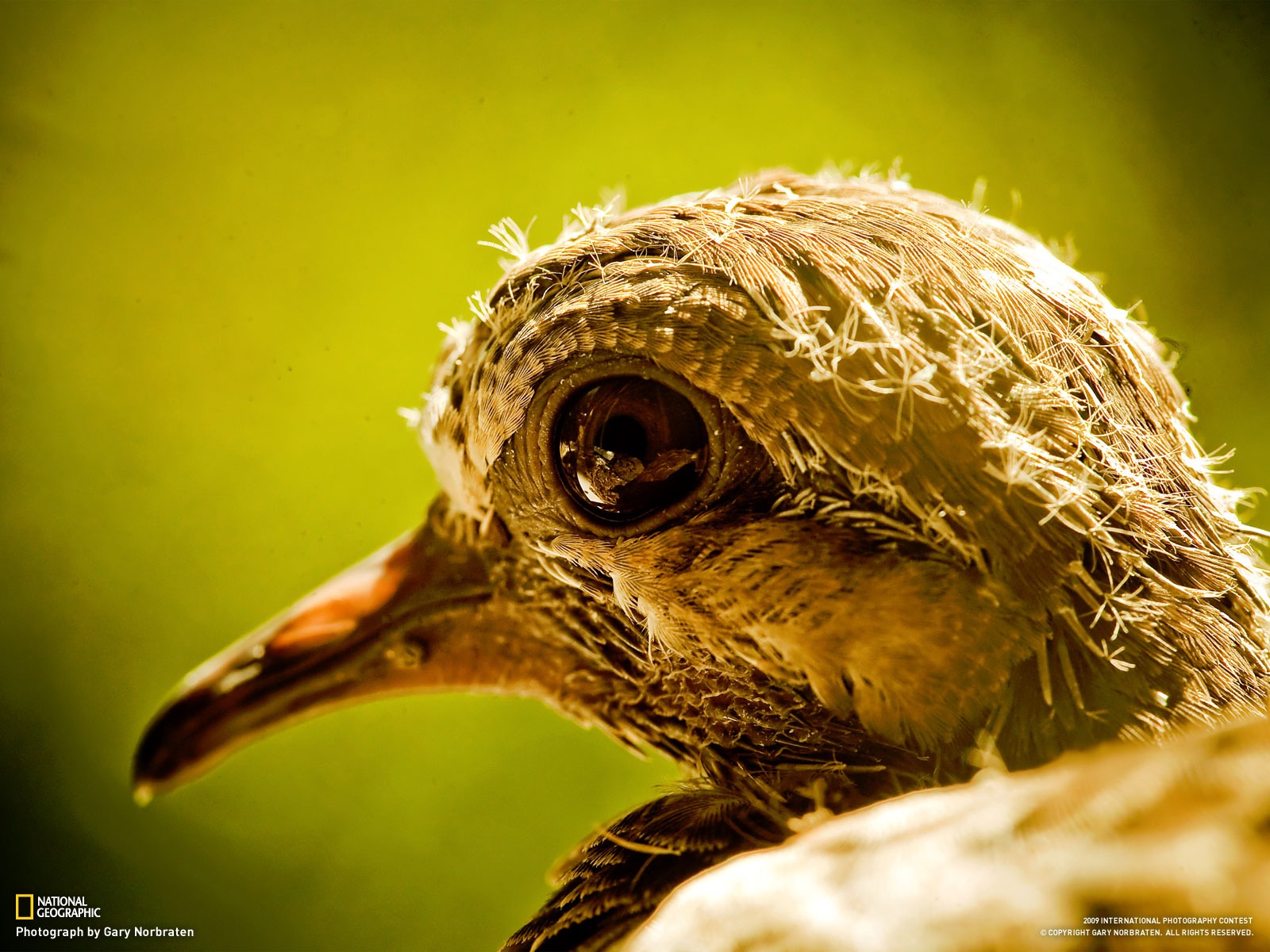 National Geographic Wallpapers articles animale (4) #7 - 1600x1200