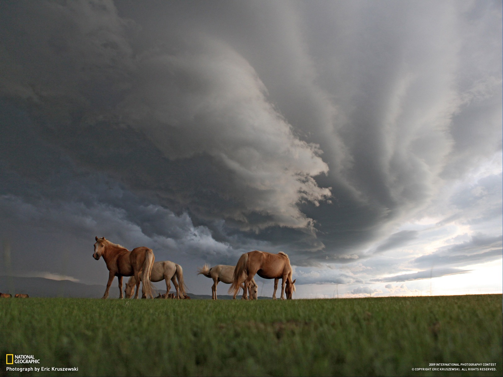 National Geographic Wallpapers Animal articles (4) #18 - 1600x1200