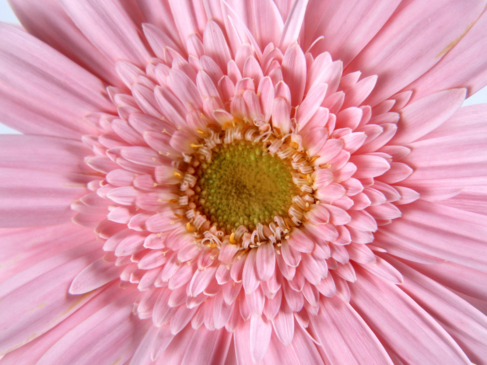 Flowers close-up (11) #2 - 1600x1200