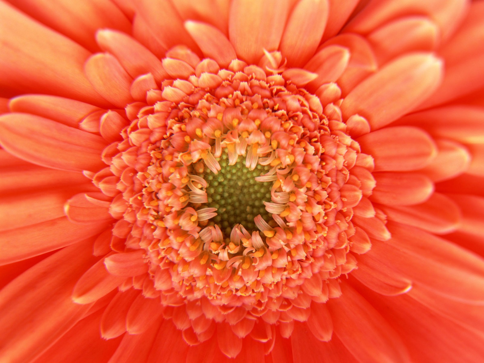 Flowers close-up (11) #5 - 1600x1200