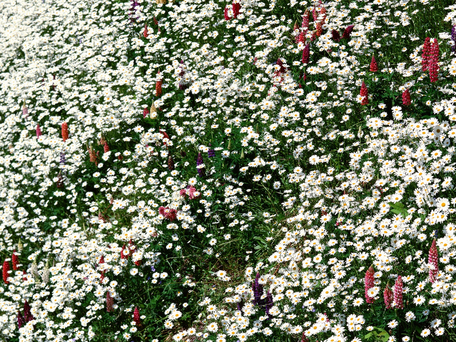 Flowers close-up (12) #16 - 1600x1200