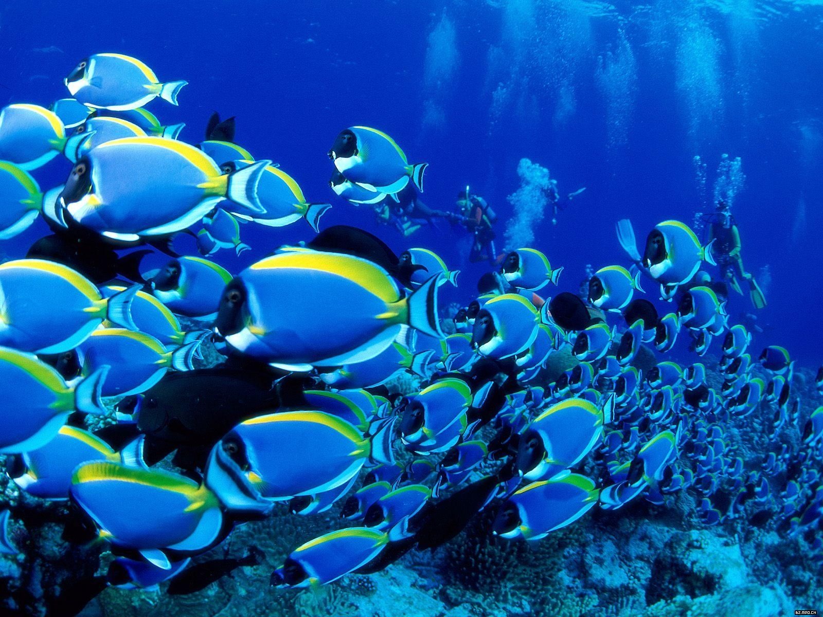 barevné tropické ryby wallpaper alba #25 - 1600x1200