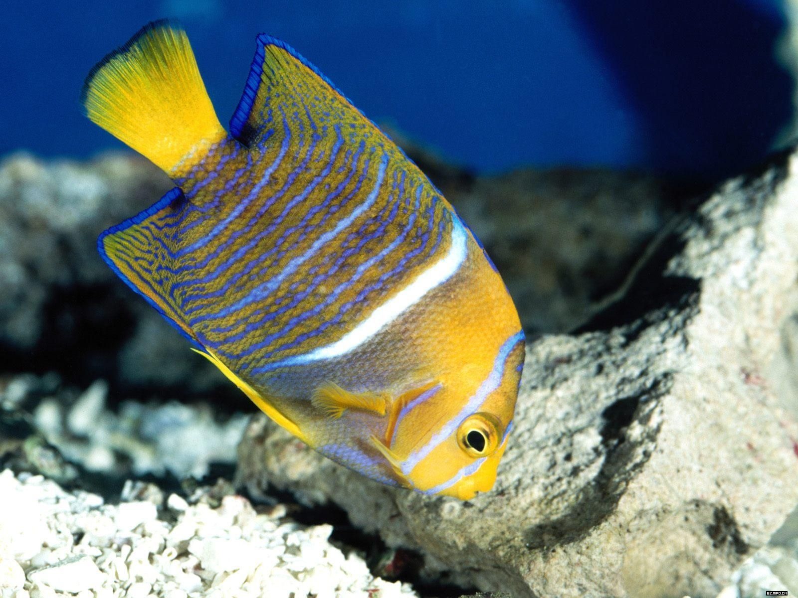 炫彩熱帶魚壁紙專輯 #4 - 1600x1200