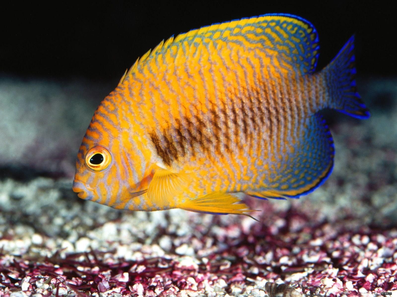 Colorful tropical fish wallpaper albums #6 - 1600x1200