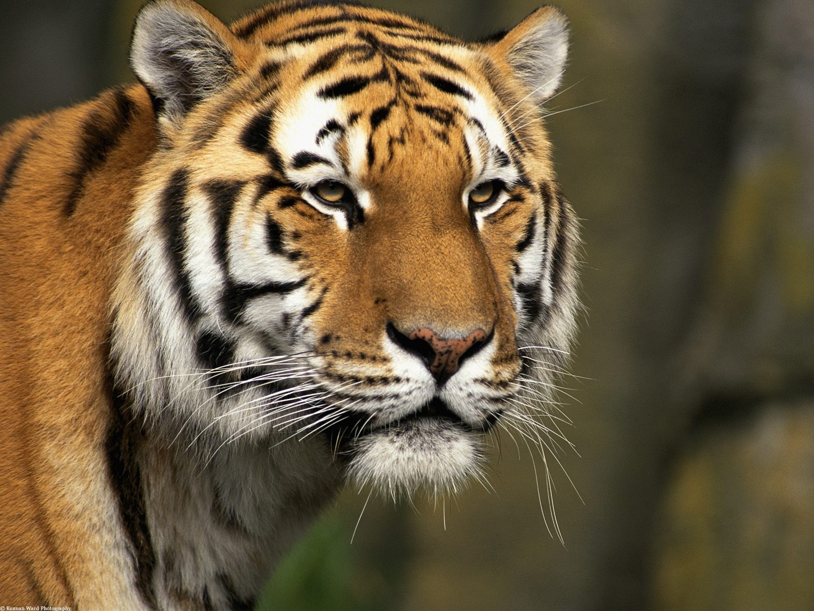 Fond d'écran Tiger Photo (2) #9 - 1600x1200