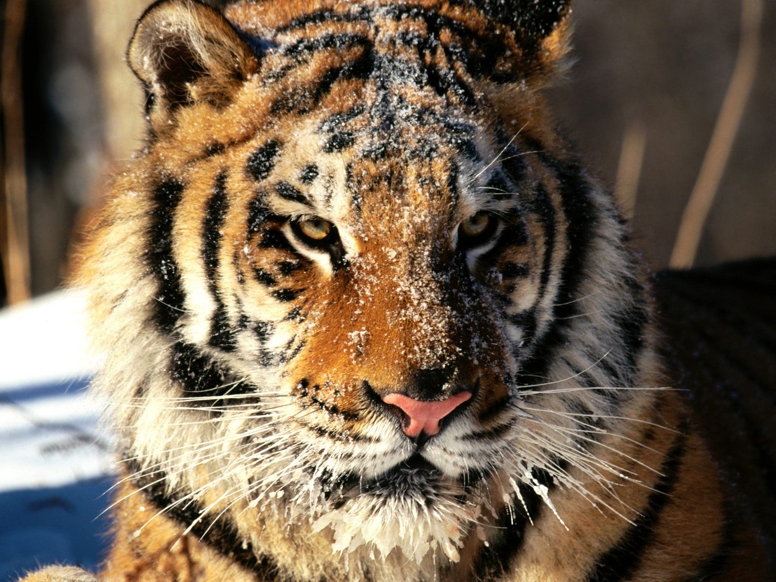 Fond d'écran Tiger Photo (2) #10 - 1600x1200