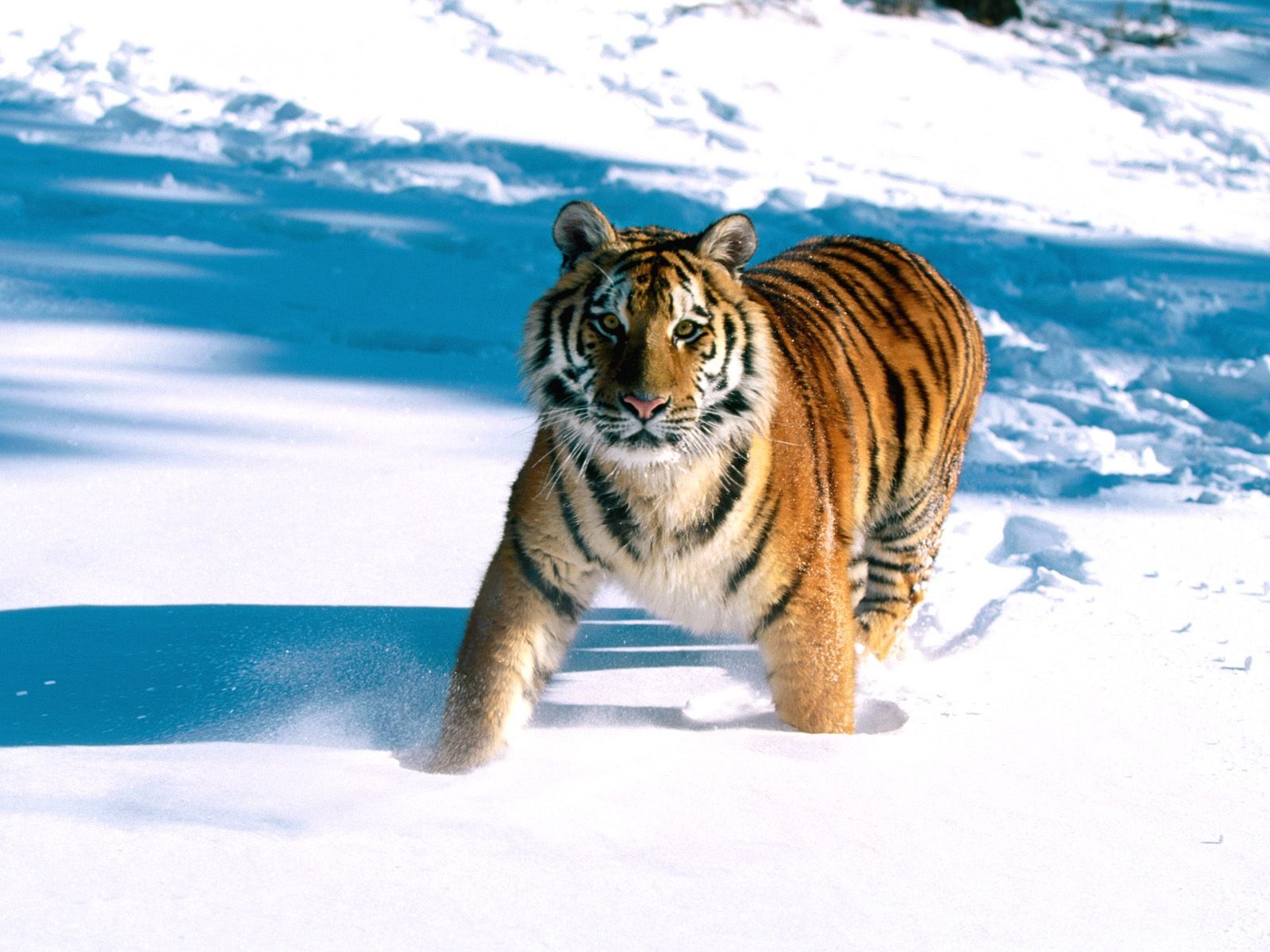 Tiger Photo Wallpaper (2) #15 - 1600x1200