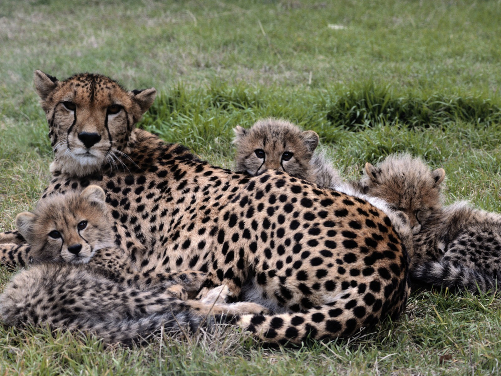 Animal Widescreen Wallpapers Collection (2) #16 - 1600x1200